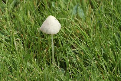 Lunéville, sans queue ni tête
