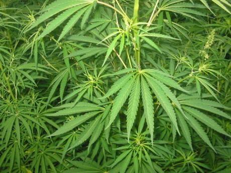 Fumeurs de cannabis : la fin des poursuites pénales ?