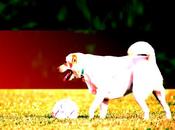 qu‘il resta l‘Euro 2012… photos supporters