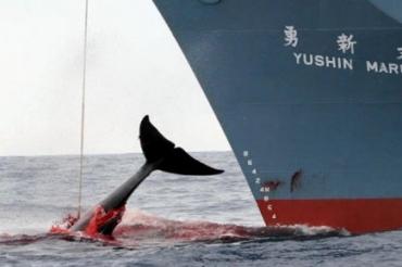 La Corée veut harponner des baleines 
