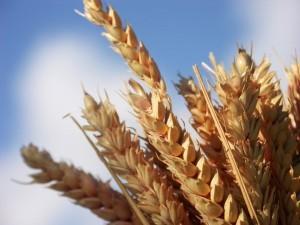 Le blé indien n’est toujours pas sur le marché