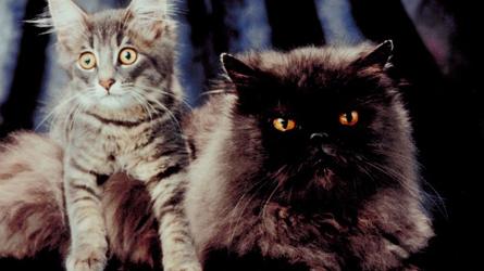 Plus haut risque de suicide chez les femmes qui ont des chats