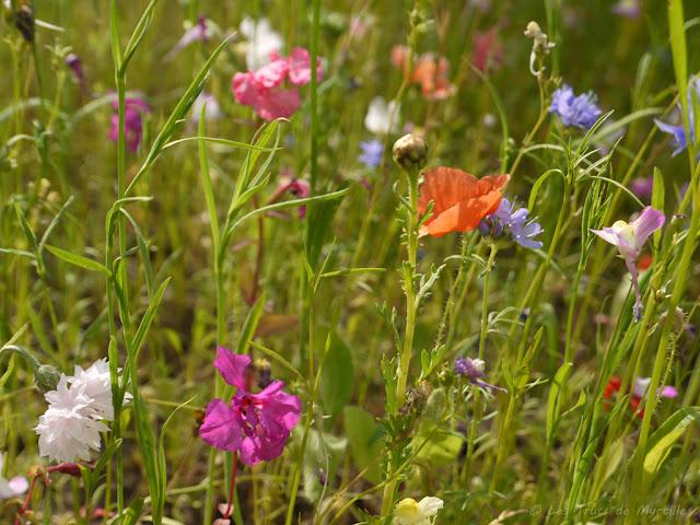 CHAUD et DANS LA RUE - Projet Photo 52 (semaines #27 et 28)