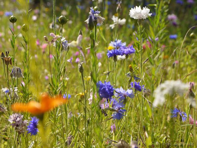 CHAUD et DANS LA RUE - Projet Photo 52 (semaines #27 et 28)