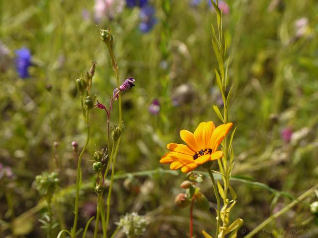 CHAUD et DANS LA RUE - Projet Photo 52 (semaines #27 et 28)