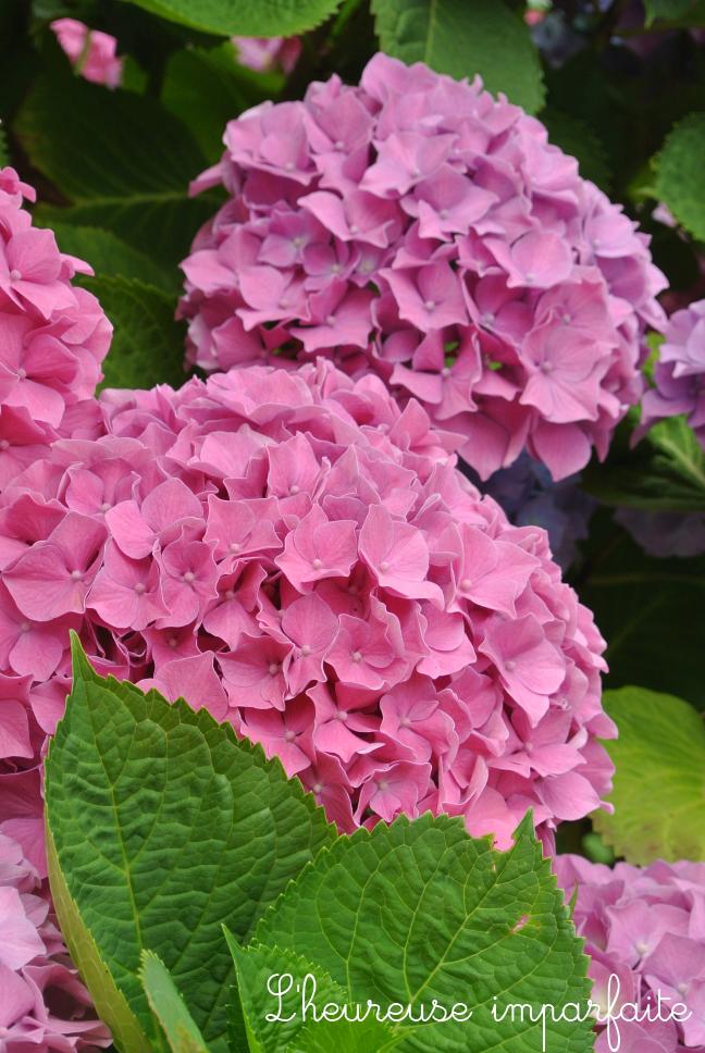 ❀ Du bleu, du rose, du vert et de l’hortensia ❀