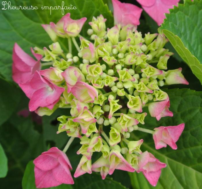 ❀ Du bleu, du rose, du vert et de l’hortensia ❀