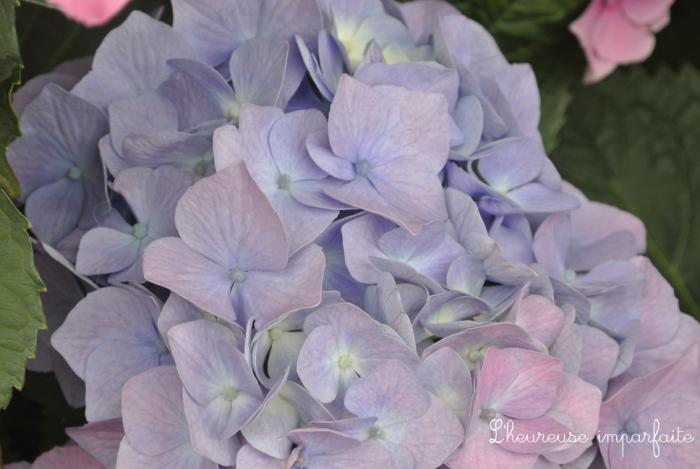 ❀ Du bleu, du rose, du vert et de l’hortensia ❀