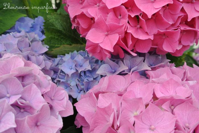 ❀ Du bleu, du rose, du vert et de l’hortensia ❀
