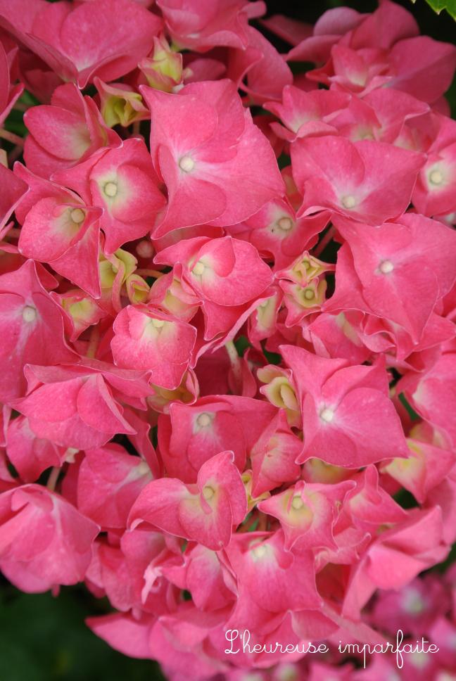 ❀ Du bleu, du rose, du vert et de l’hortensia ❀