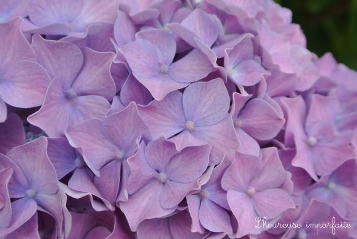 ❀ Du bleu, du rose, du vert et de l’hortensia ❀