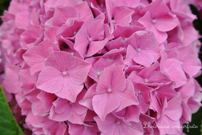 ❀ Du bleu, du rose, du vert et de l’hortensia ❀