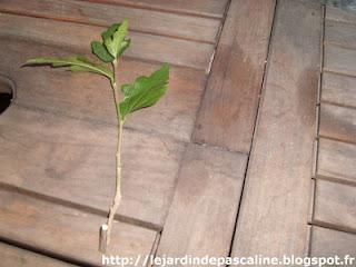 Bouturer l'Hibiscus Syriacus (Altéa)