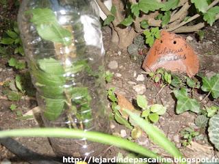 Bouturer l'Hibiscus Syriacus (Altéa)
