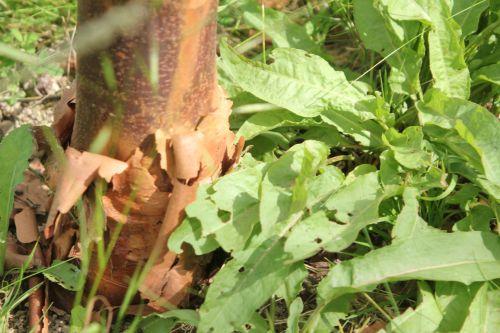 7 acer griseum 30 juin 2012 186.jpg