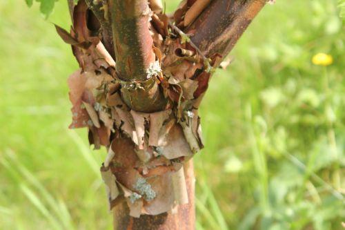 4 acer griseum 30 juin 2012 185.jpg