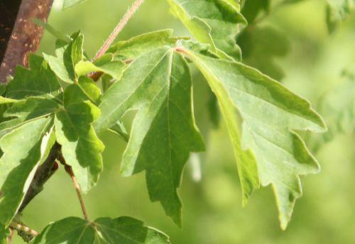 9 acer griseum acer griseum feuille 30 juin 2012 184.jpg