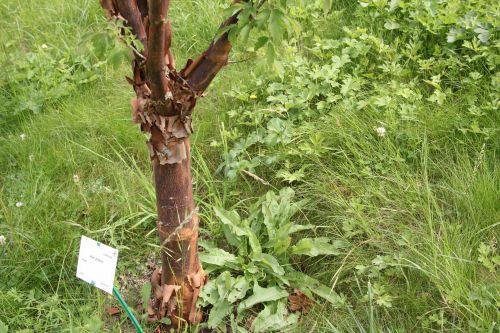 5 acer griseum 30 juin 2012 188.jpg