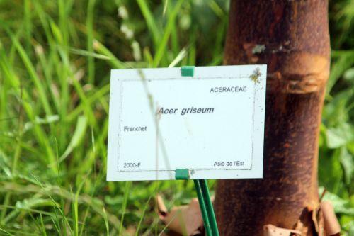 acer griseum étiq 30 juin 2012 183.jpg