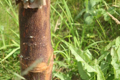 6 acer griseum 30 juin 2012 187.jpg