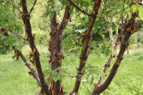 2 acer griseum 30 juin 2012 190.jpg
