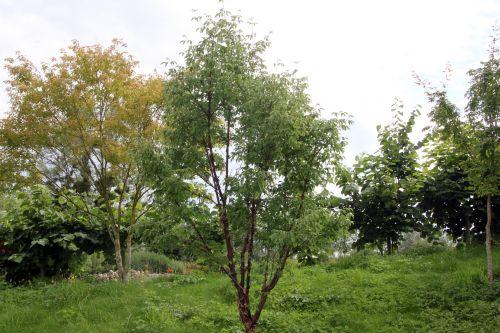 1 acer griseum 30 juin 2012 181.jpg