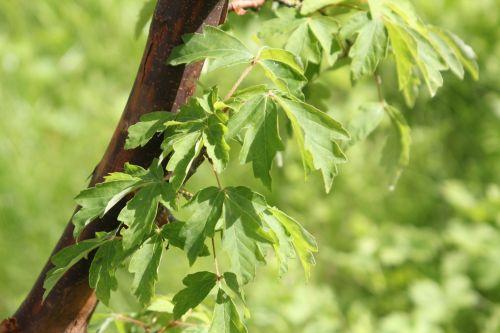 8 acer griseum 30 juin 2012 184.jpg