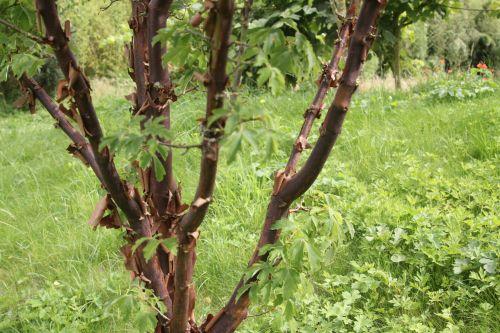 3 acer griseum 30 juin 2012 189.jpg