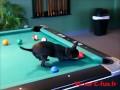 Un chien chihuahua joue au billard