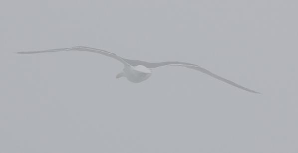 Flight-in-fog--2-.jpg