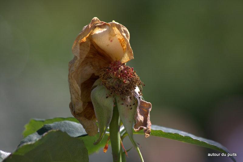 Cette semaine pour 






selon Amartia 



J'ai choisi 
...