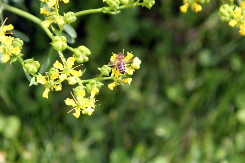 4 ruta graveolens paris 23 juin 2012 038.jpg