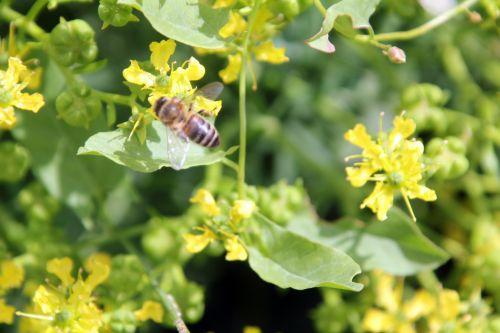 3 ruta graveolens paris 23 juin 2012 038 (3).jpg