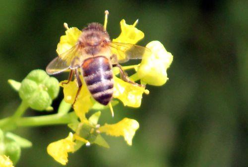 ruta graveolens abeille paris 23 juin 2012 038.jpg
