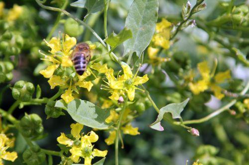 2 ruta graveolens paris 23 juin 2012 038 (4).jpg