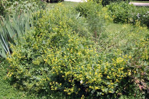 1 ruta graveolens paris 23 juin 2012 038 (6).jpg