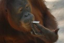 Isolement forcé pour Tori l’orang-outan, fumeuse invétérée