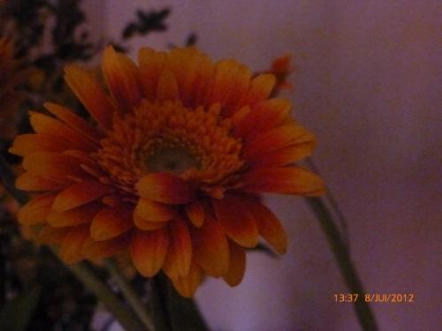 fleurs 8 juillet 2012 005.jpg