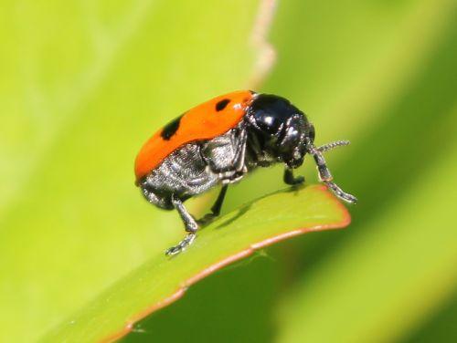 clytra laeviuscula 1 romi 2 juin 2011 019.jpg