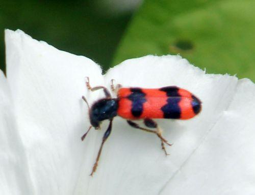 trichodes aparius 2 30 juin 2012 132.jpg
