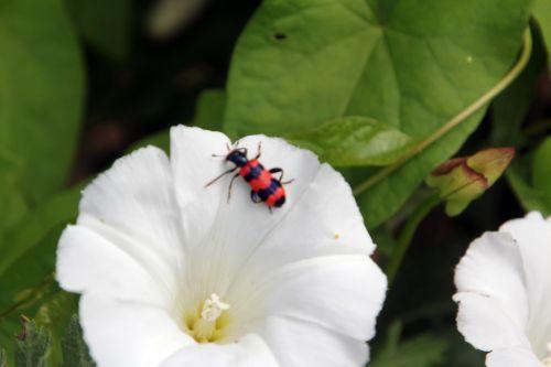 trichodes aparius 1 30 juin 2012 133.jpg