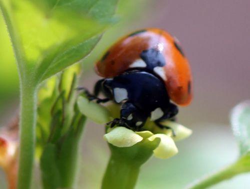 coccinelle 2 ribes romi 24 mars 2012 020.jpg