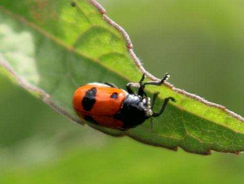 clytra laeviuscula romi 5 juin 2011 049.jpg