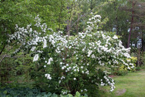 vib plic 1 gdes bruy 8 mai 2011 158.jpg