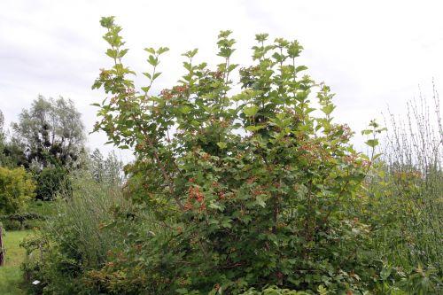 3 viburnum opulus 30 juin 2012 159.jpg