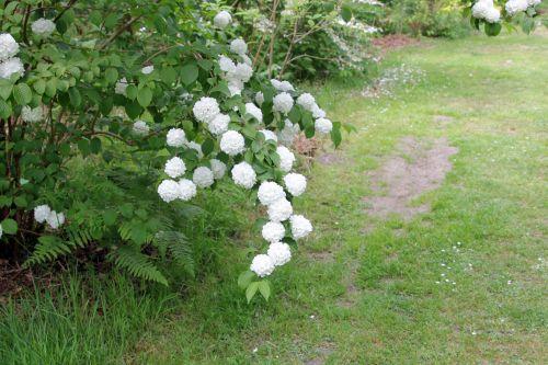 vib plic 2 gdes bruy 8 mai 2011 159.jpg