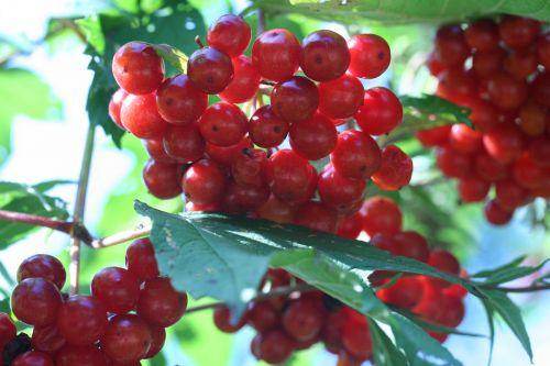 8 viburnum 27 août 2008 061.jpg