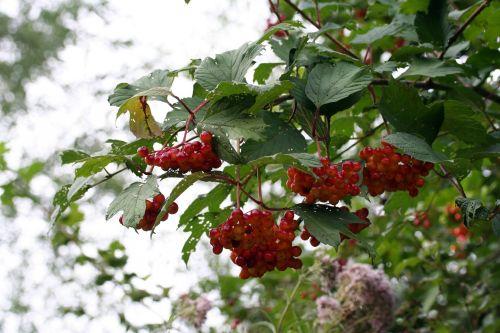 5 viburnum trifouilly 5 août 2008 047.jpg