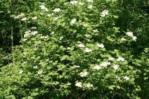 1 Viburnum op 2 mai 008.jpg