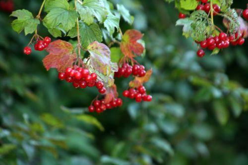 10 viburnum trifouilly 22 sept 2010 022.jpg